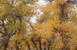 胡杨林