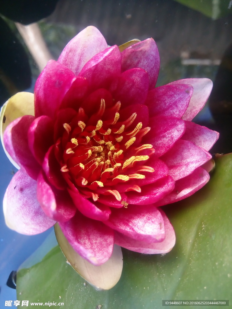 睡莲花