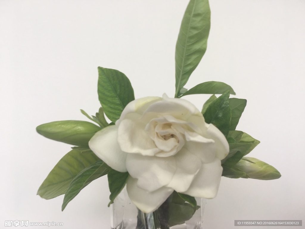 栀子花