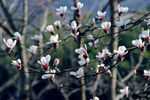 金寨野 玉兰花