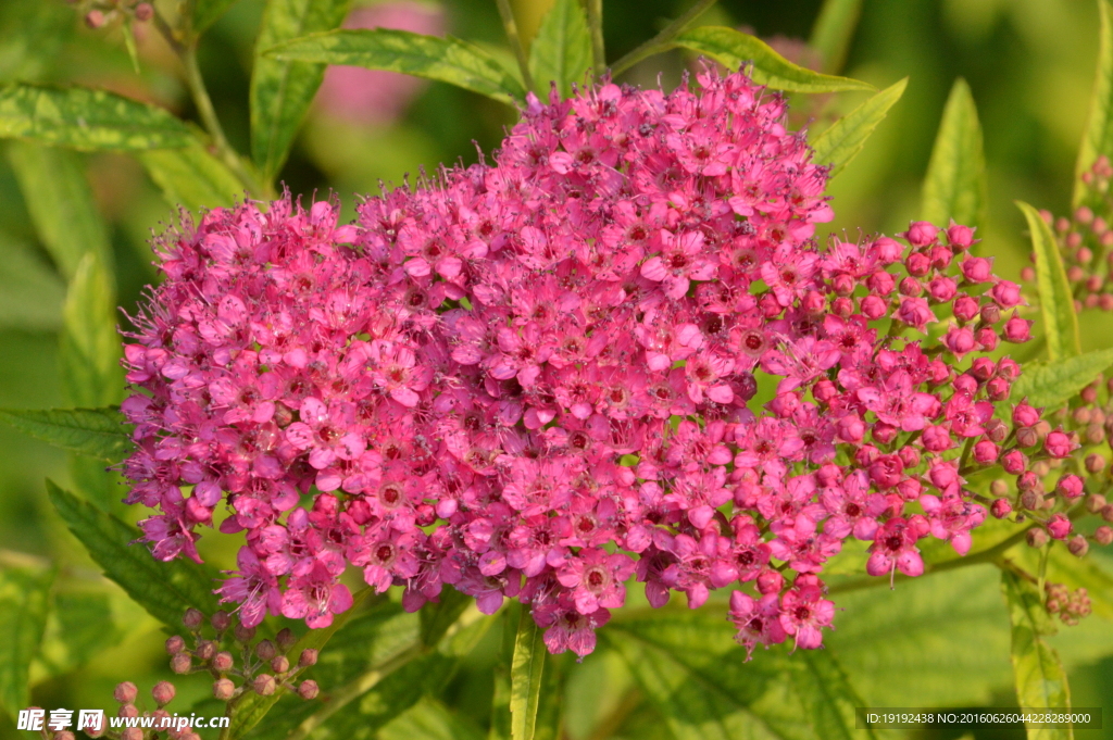 繁星花