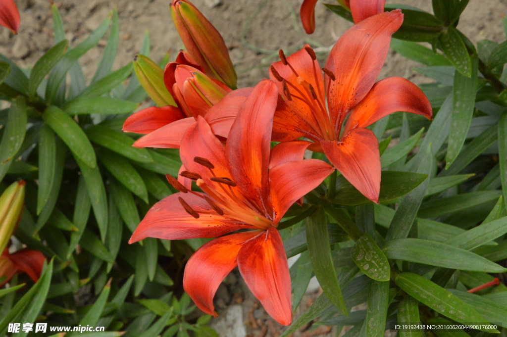 百合花