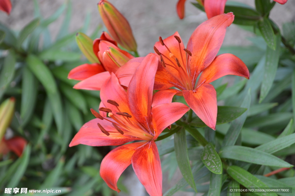 百合花