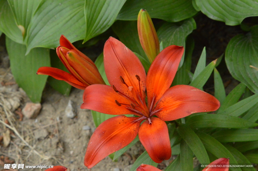 百合花