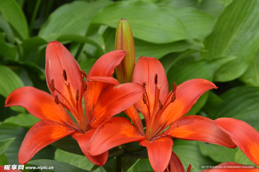 百合花