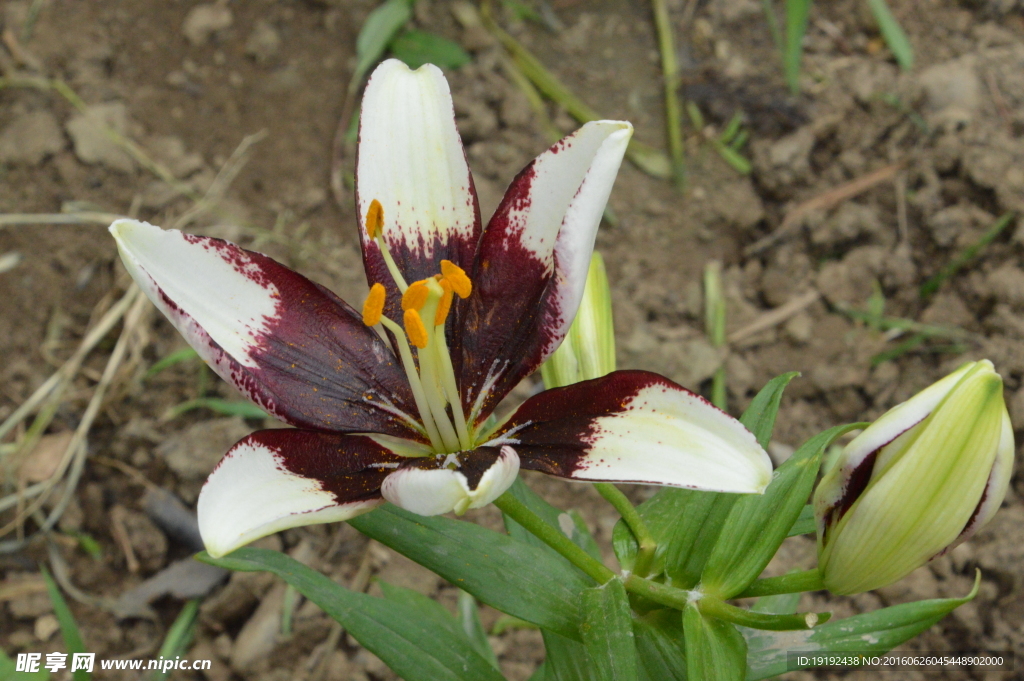 百合花