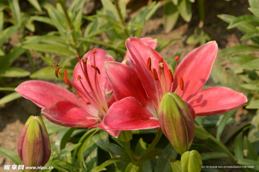 百合花