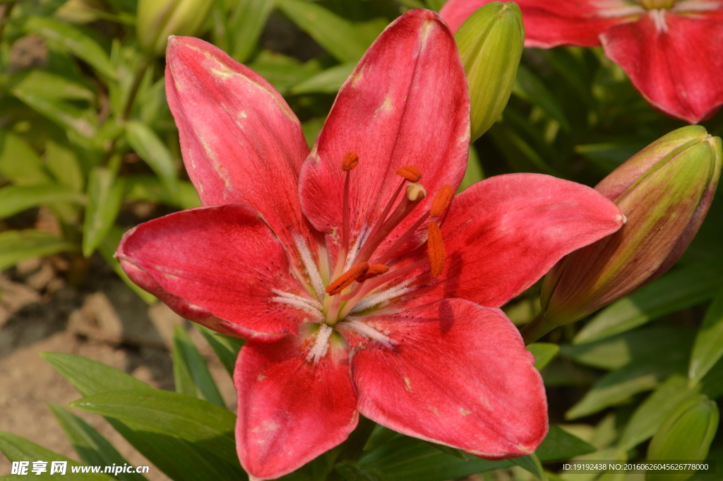 百合花