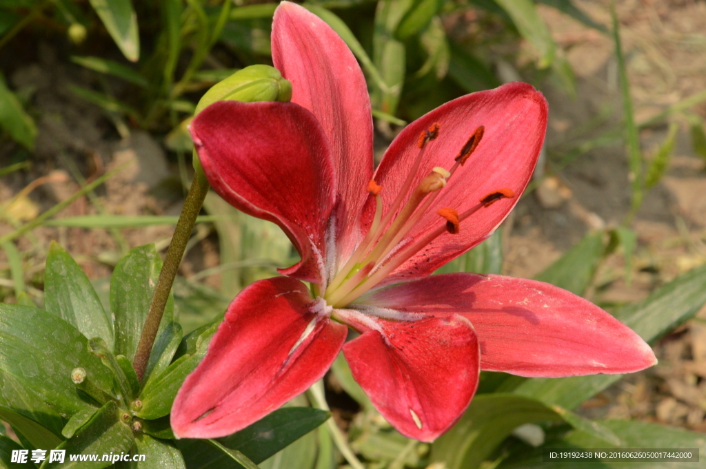 百合花