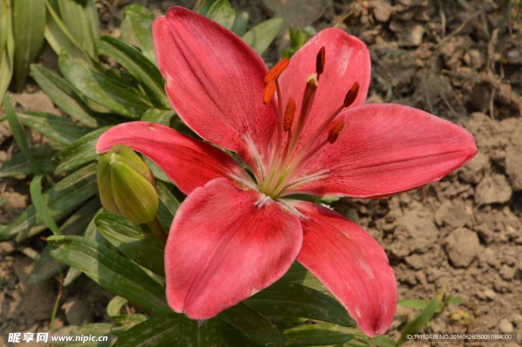 百合花
