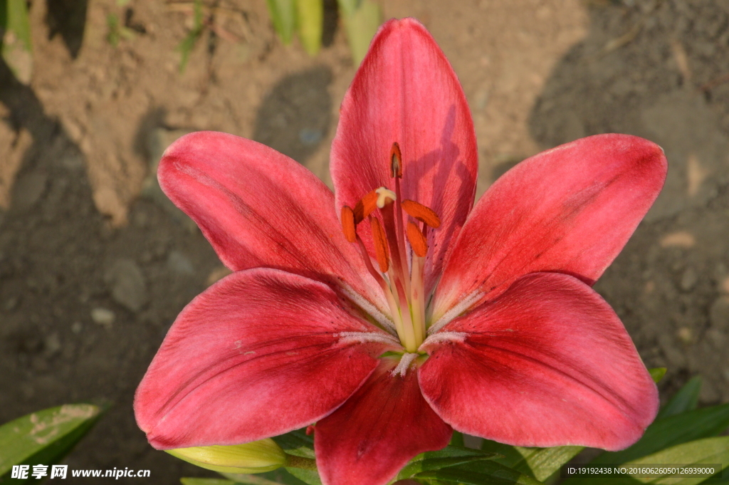 百合花