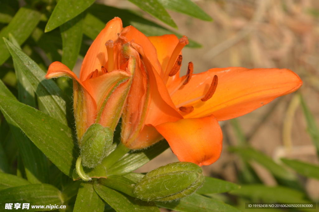 百合花