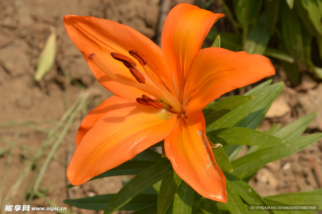 百合花