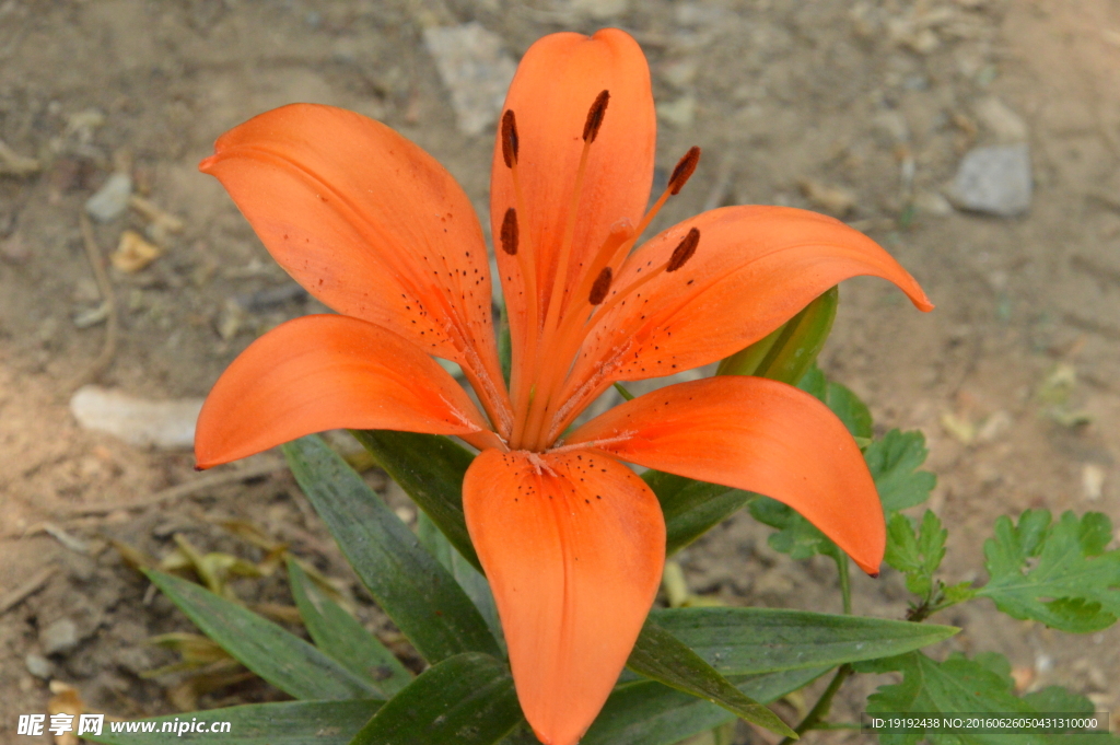 百合花