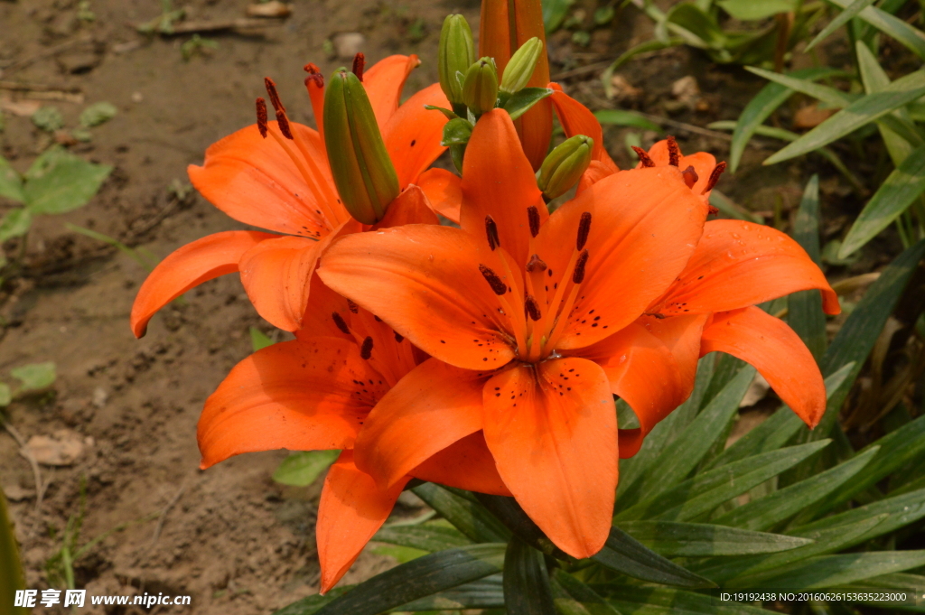 百合花