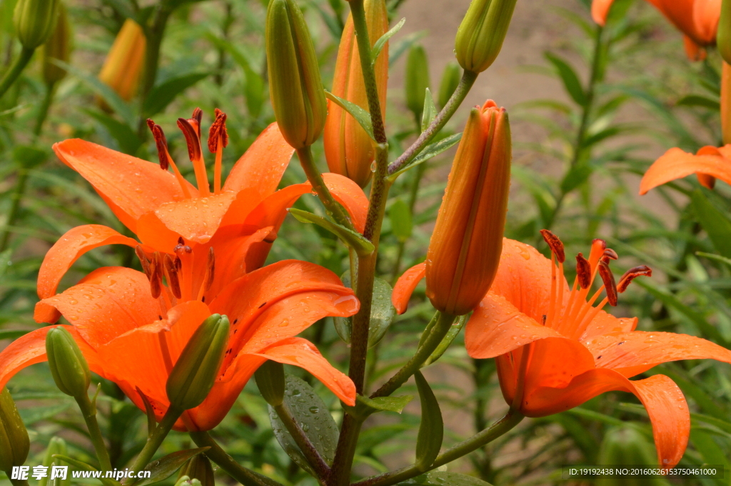 百合花