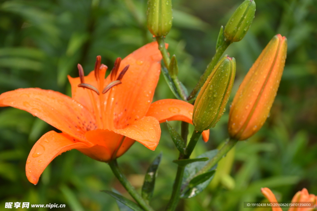 百合花