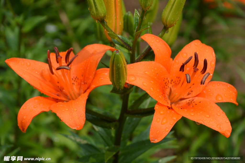 百合花