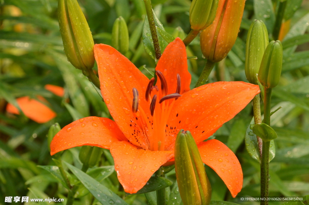 百合花