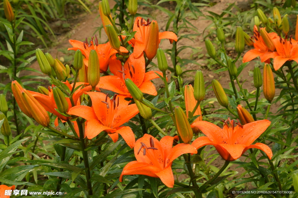 百合花