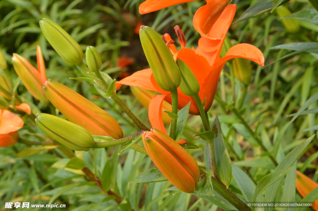 百合花