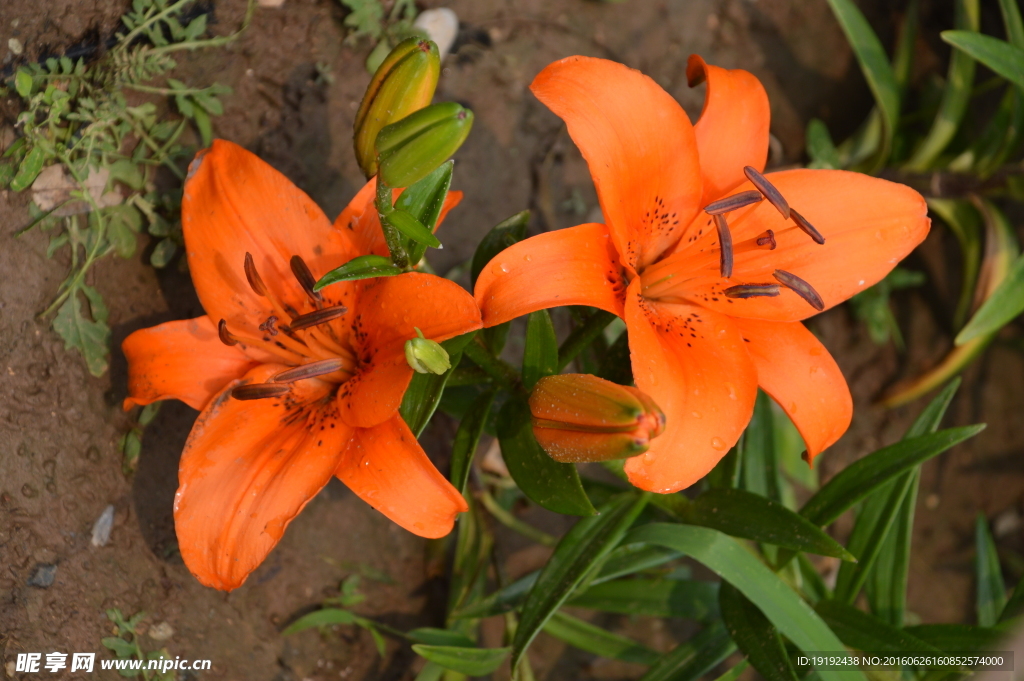 百合花
