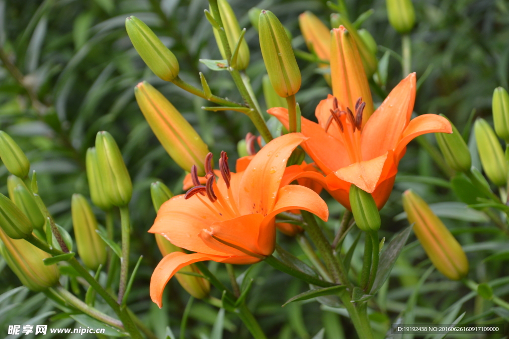 百合花