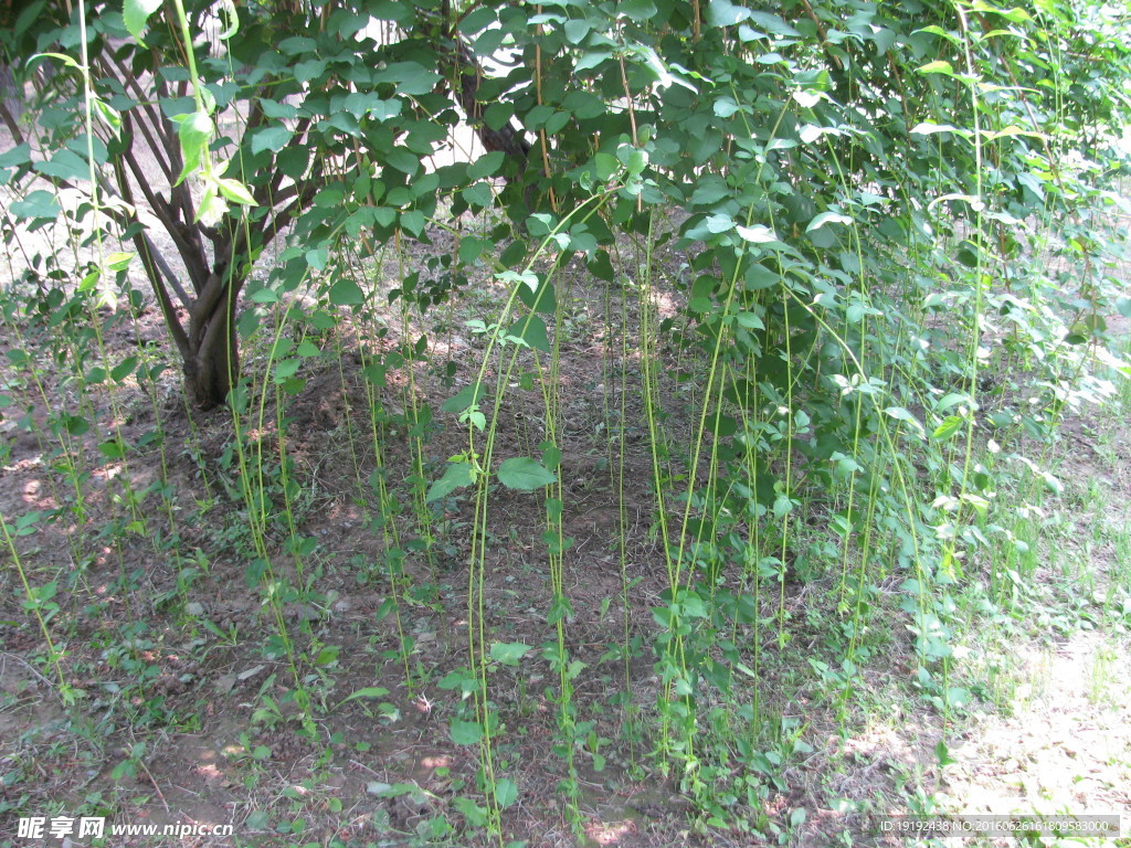枝条