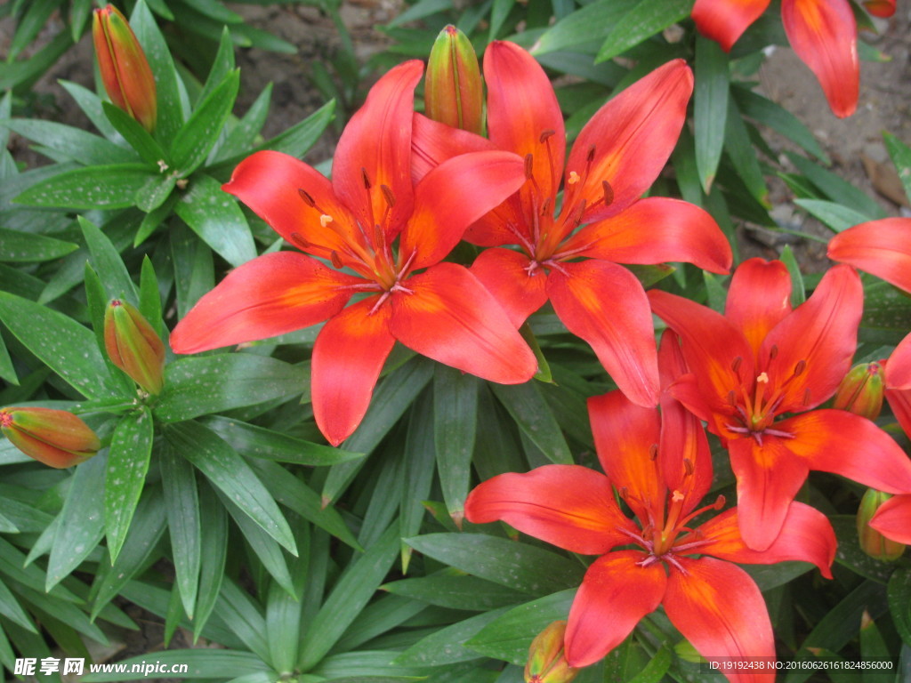 百合花