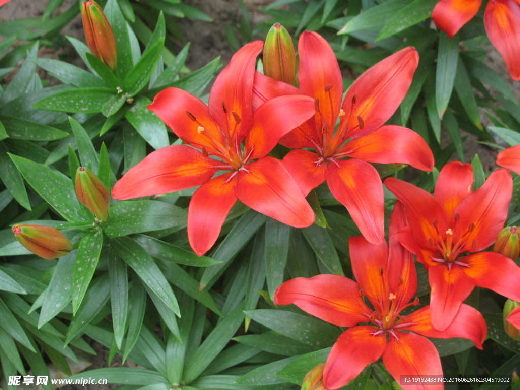 百合花