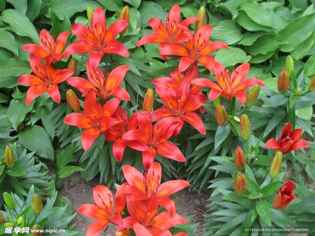 百合花