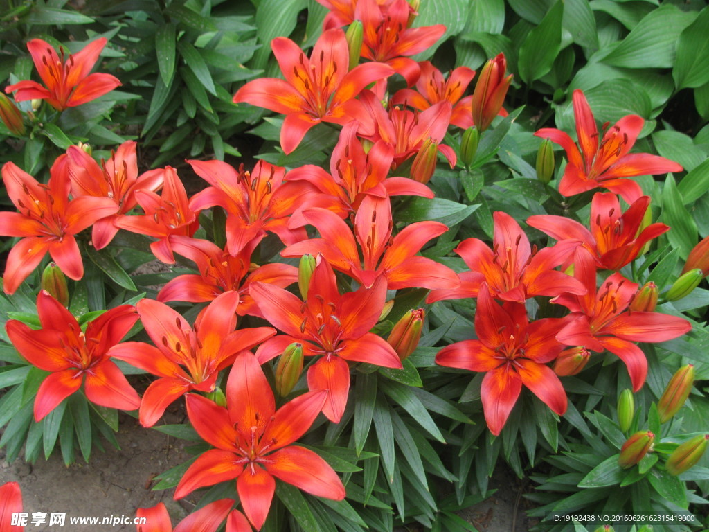 百合花