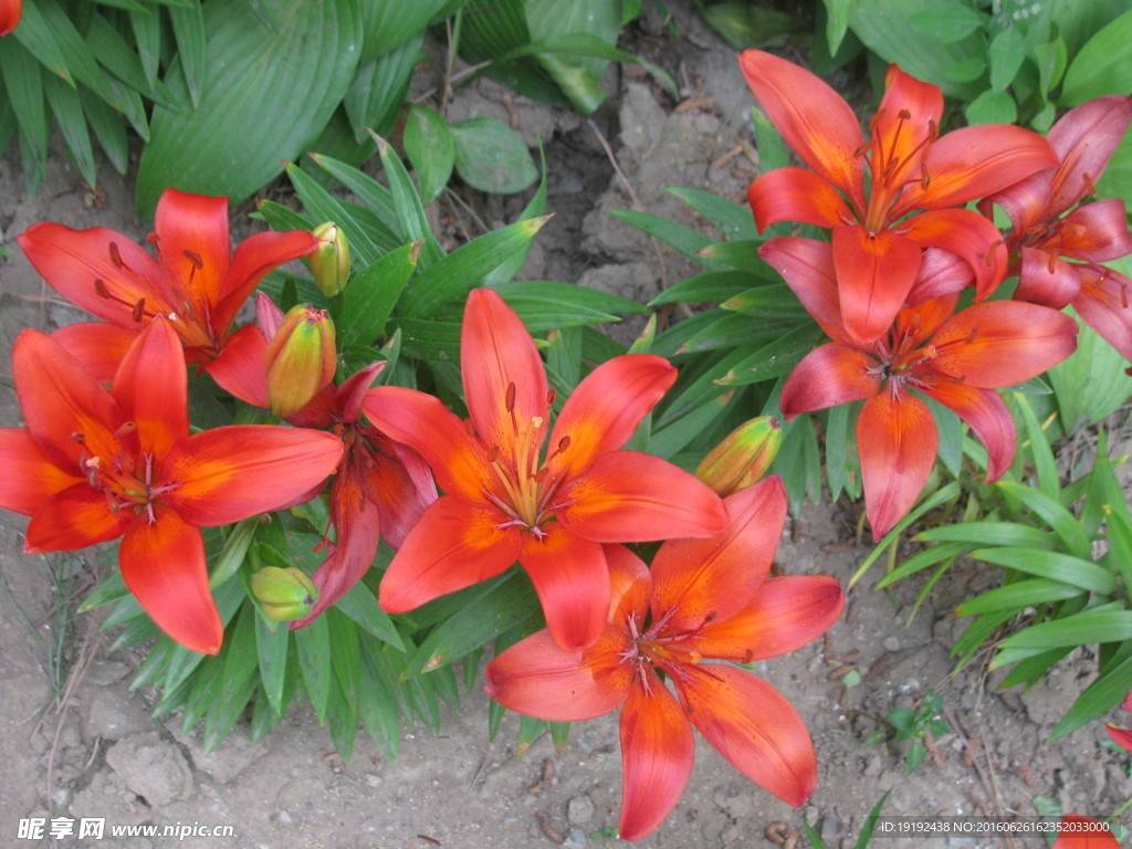 百合花