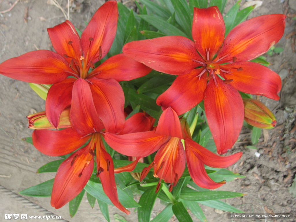百合花