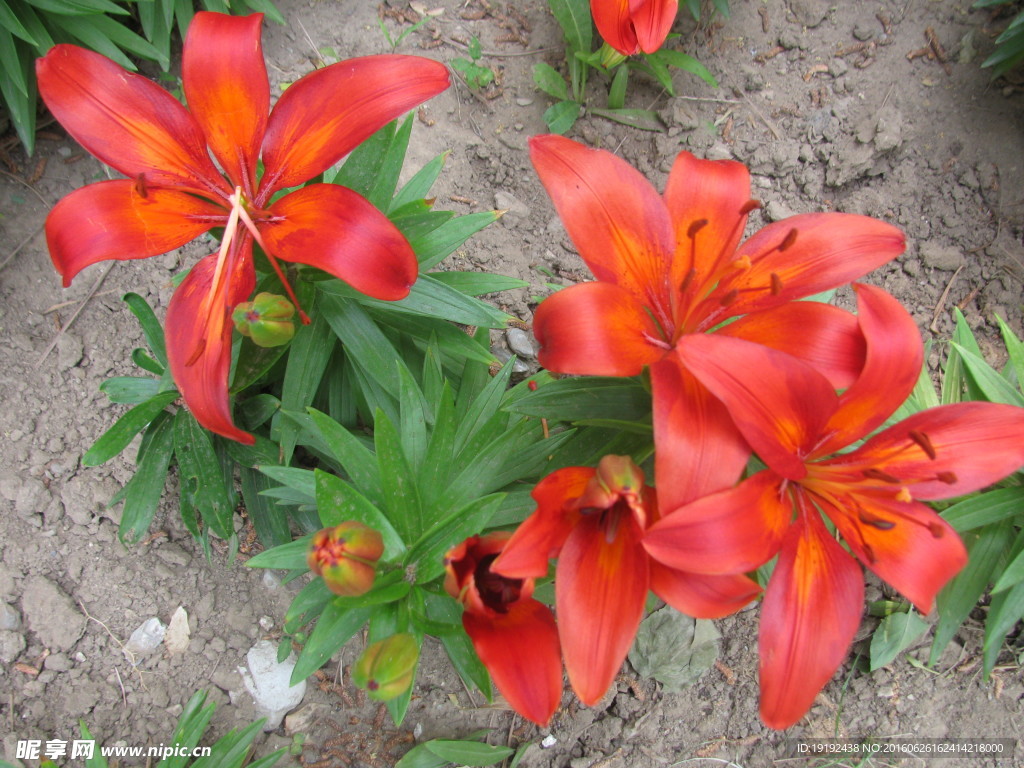 百合花