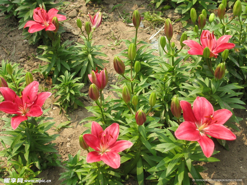 百合花