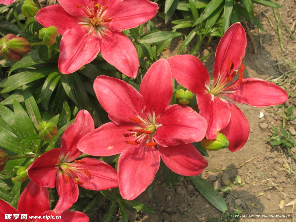 百合花