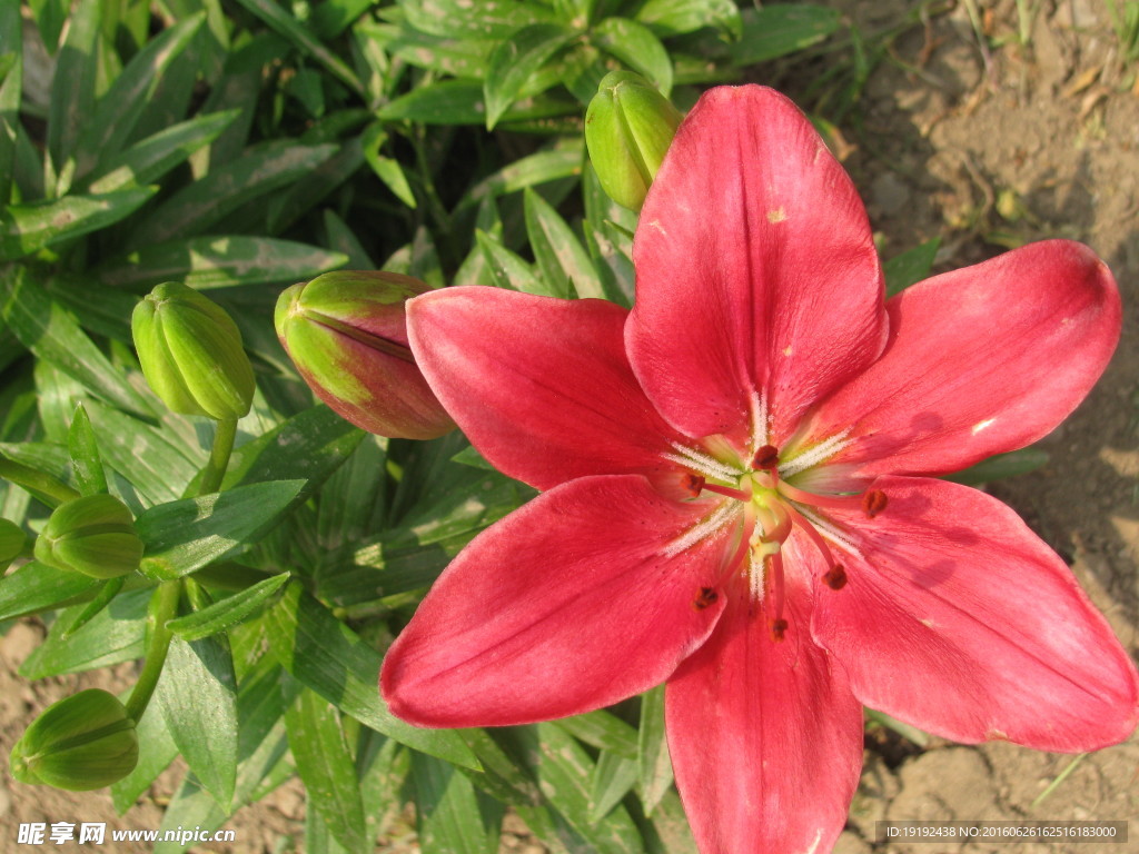 百合花