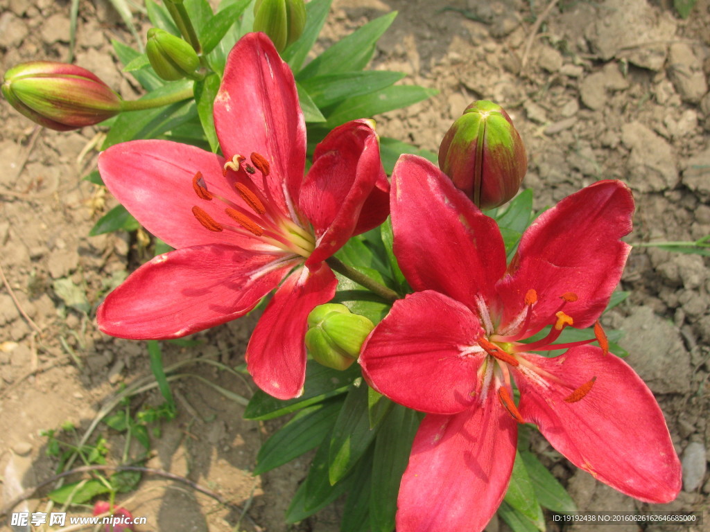 百合花