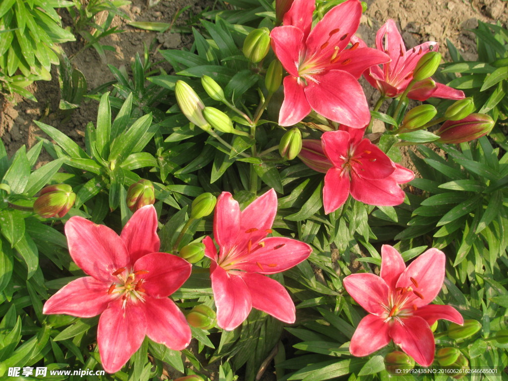 百合花