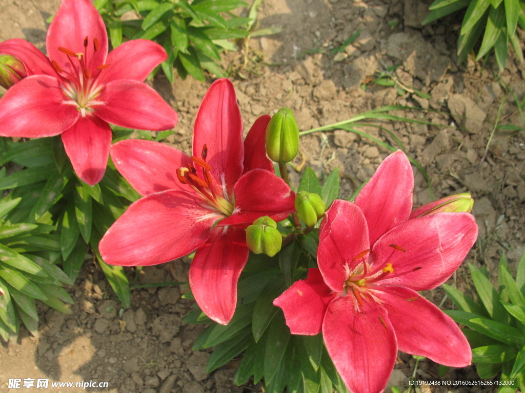 百合花