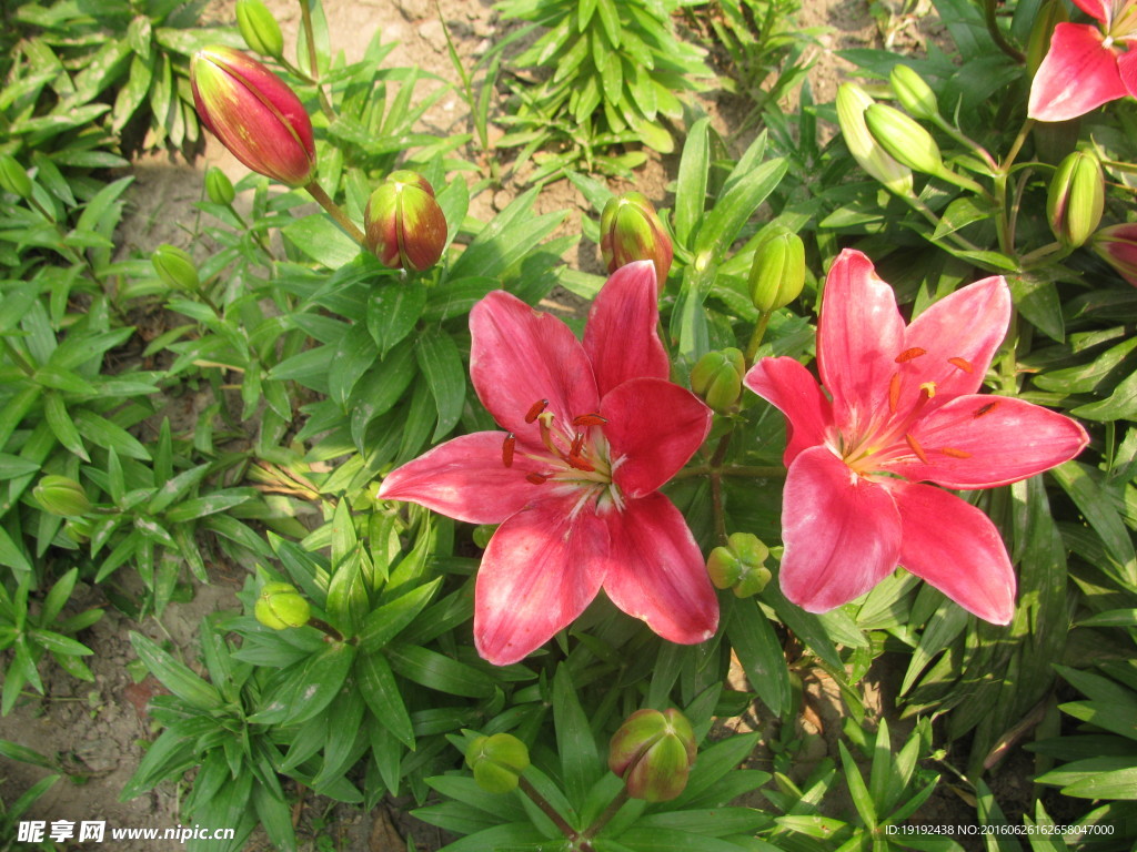 百合花