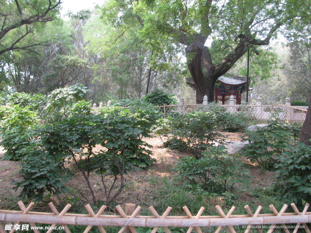 植物园风景