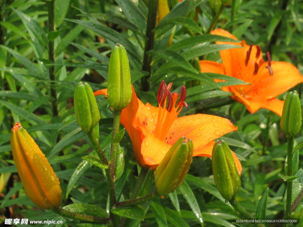 百合花