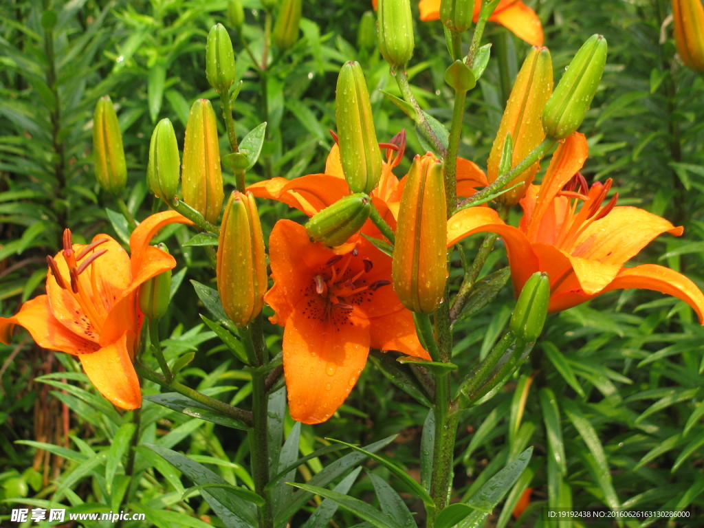 百合花