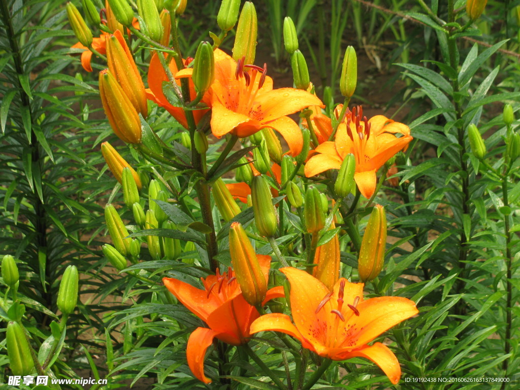 百合花