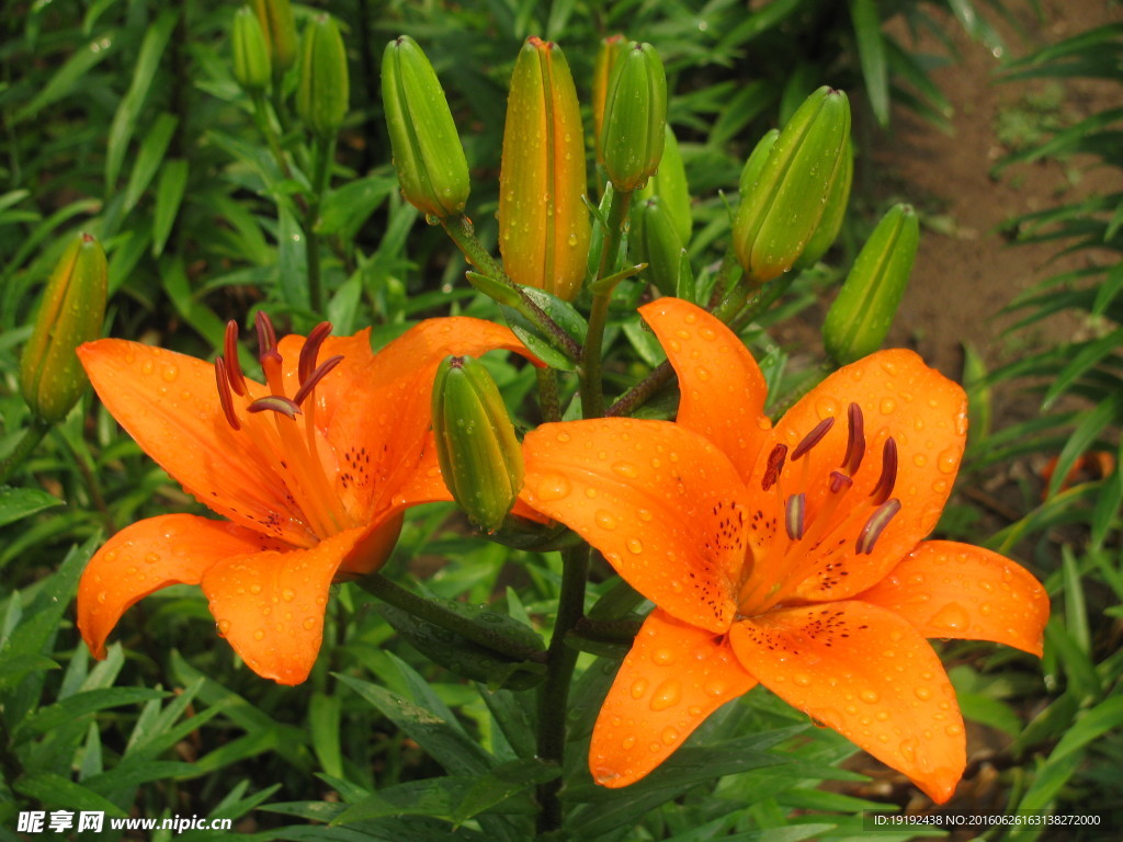百合花