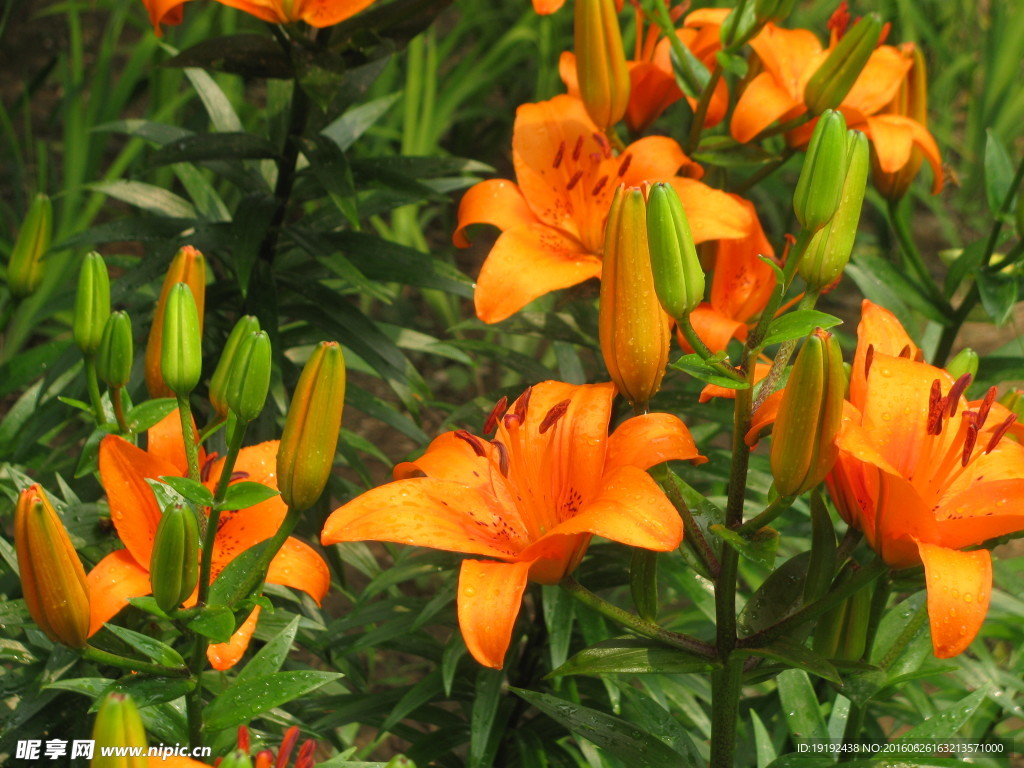 百合花