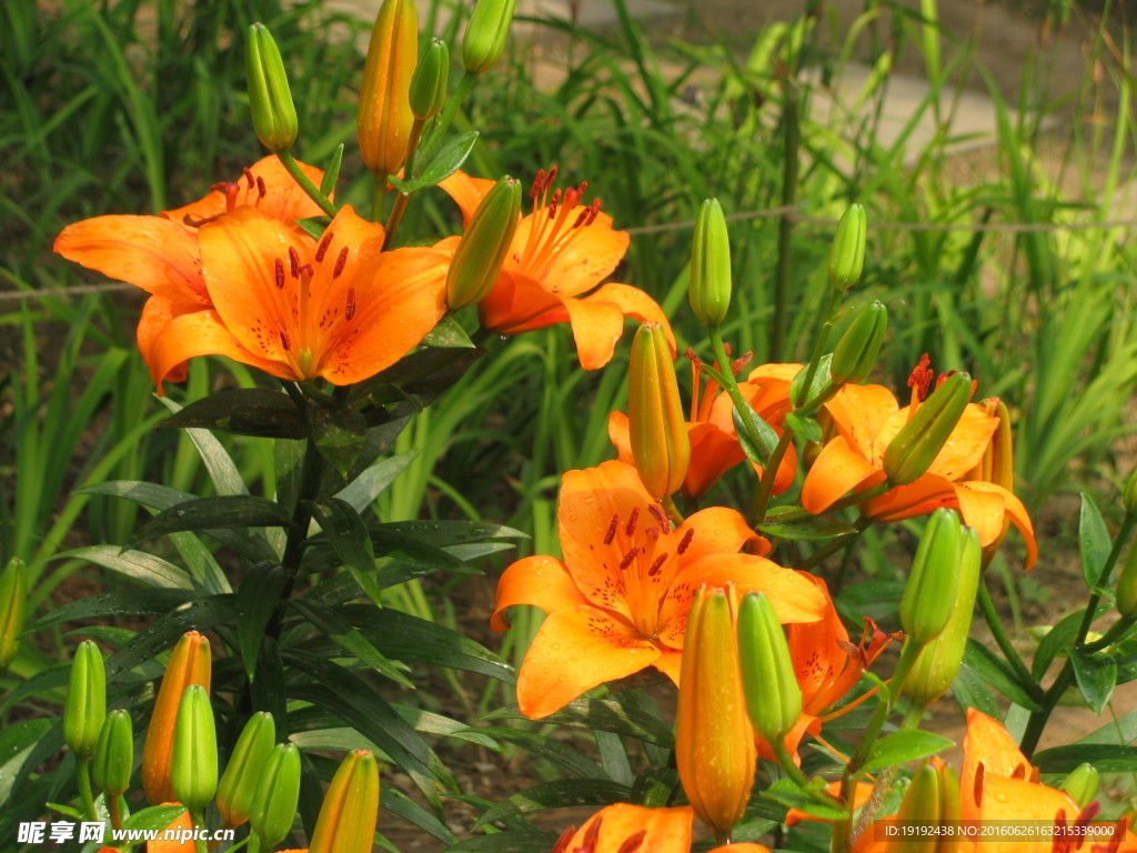 百合花