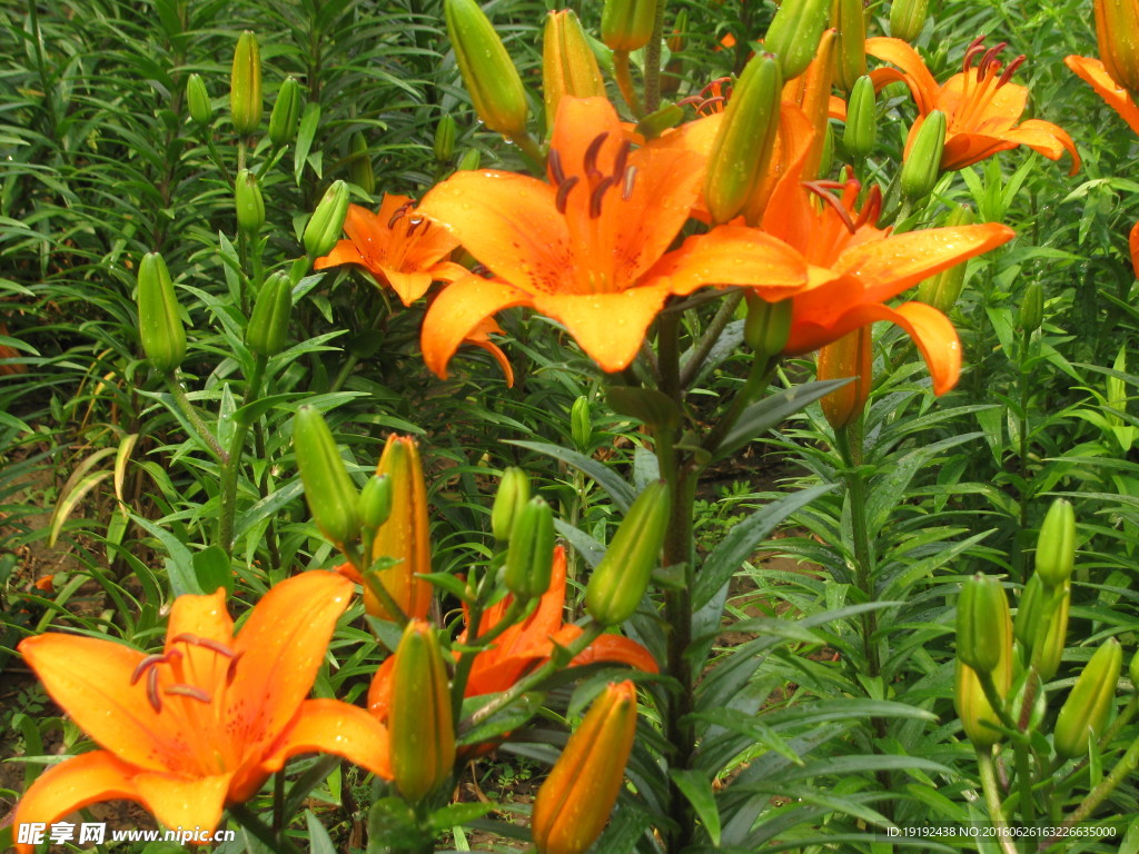 百合花